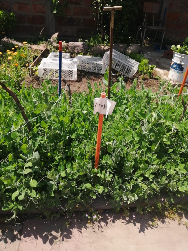 Huerta Fundación Puente Alto Puede Más